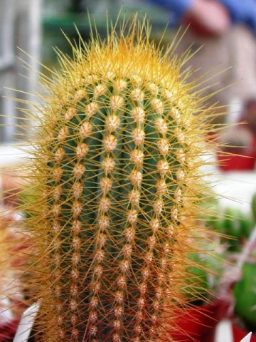 Micranthocereus_estevesii